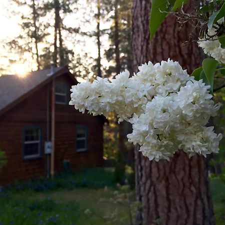 Ahwahnee-Be Vintage Cabin - Walk To Town! Idyllwild Ngoại thất bức ảnh