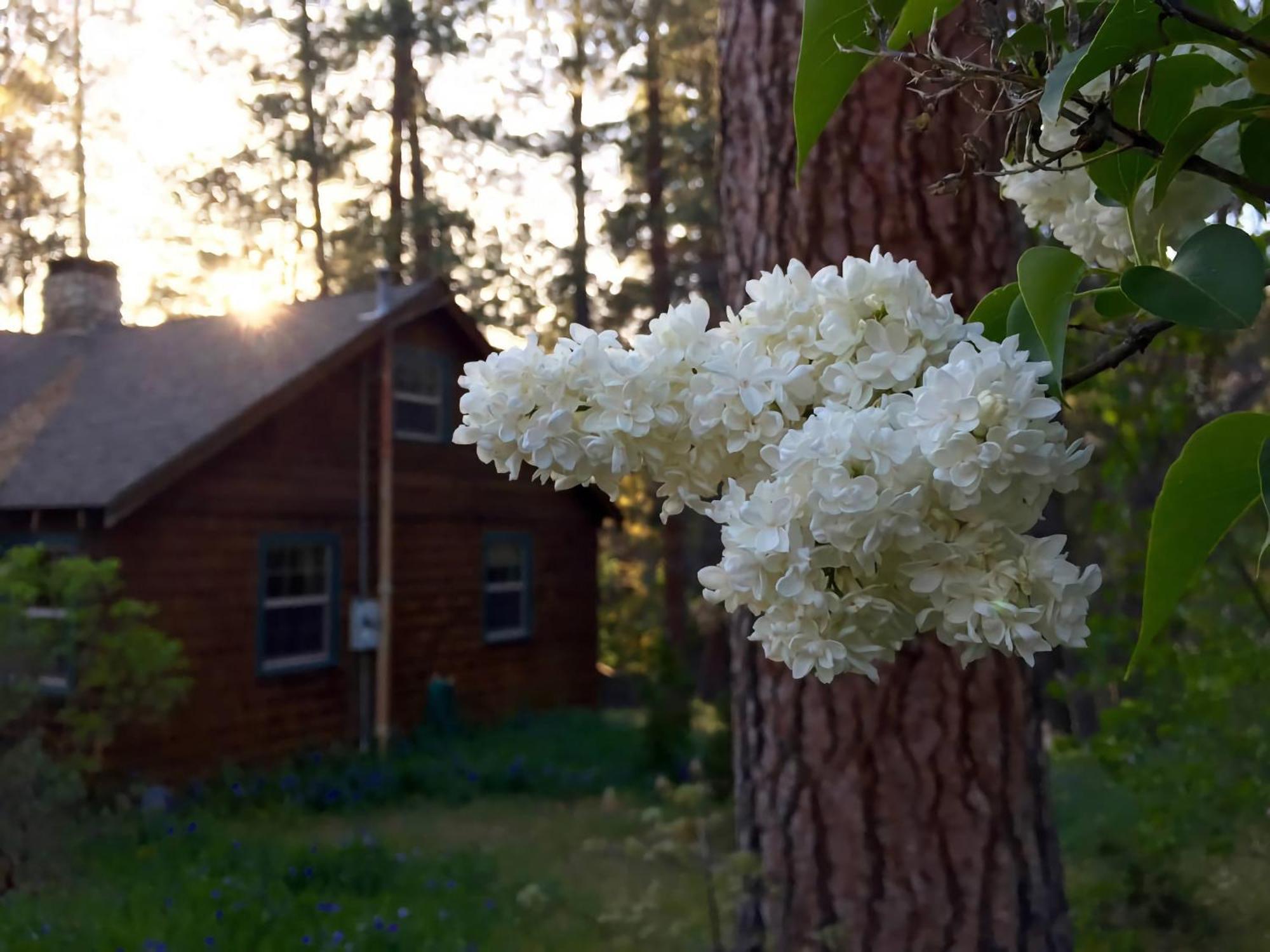 Ahwahnee-Be Vintage Cabin - Walk To Town! Idyllwild Ngoại thất bức ảnh