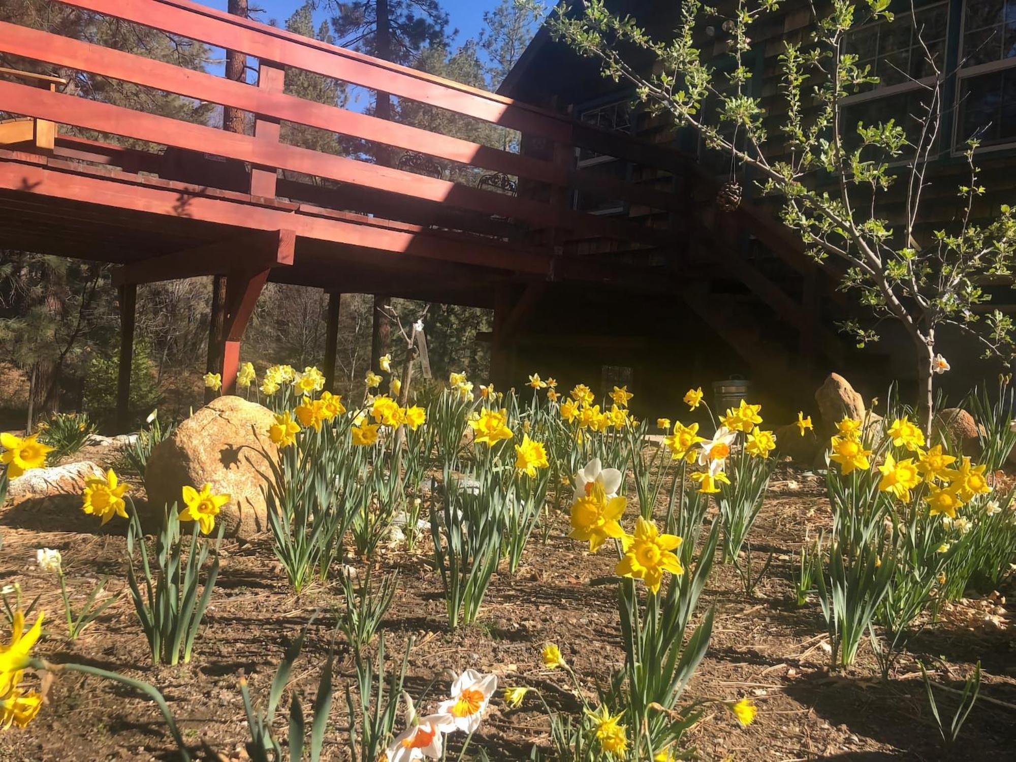 Ahwahnee-Be Vintage Cabin - Walk To Town! Idyllwild Ngoại thất bức ảnh