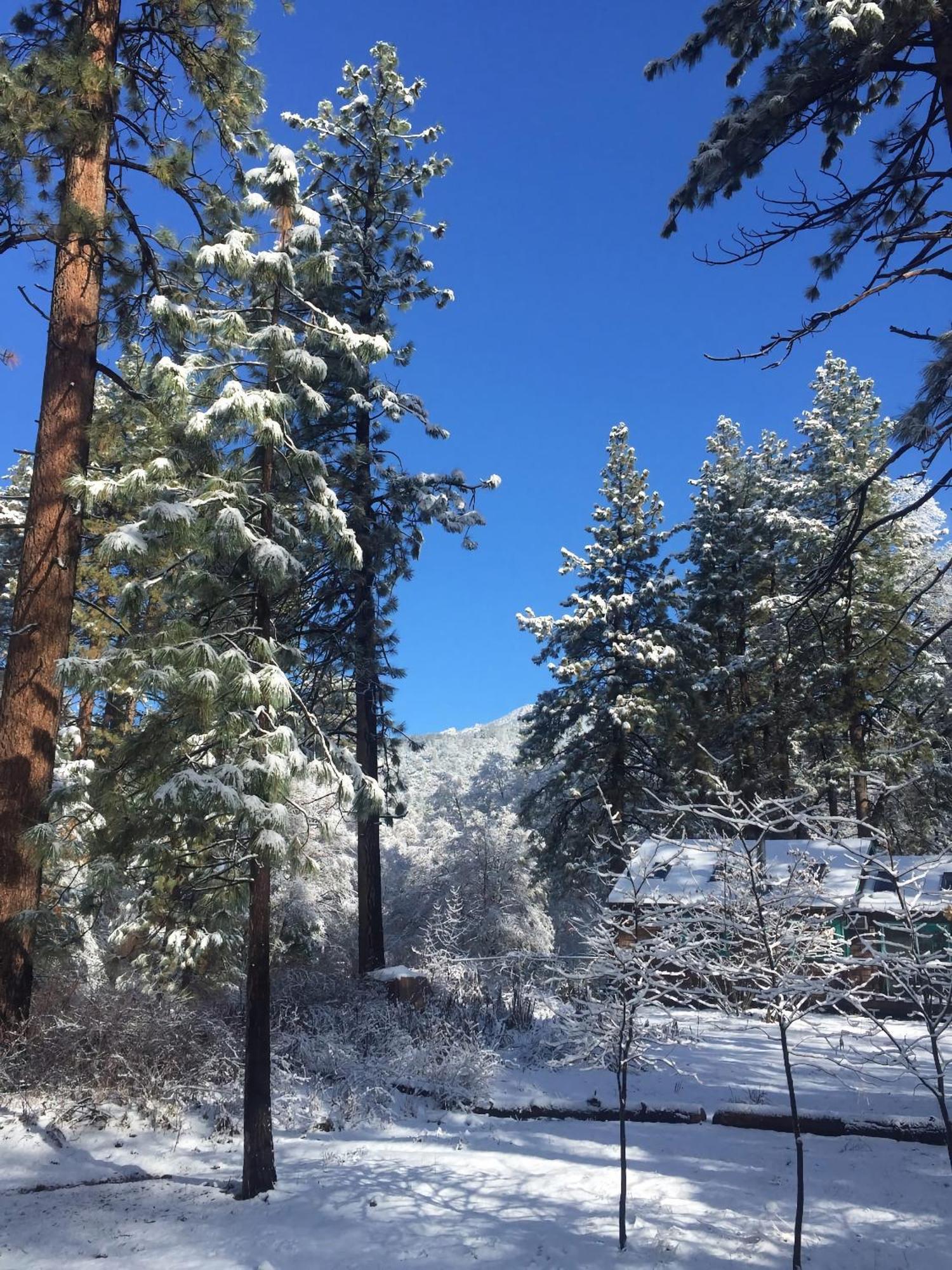 Ahwahnee-Be Vintage Cabin - Walk To Town! Idyllwild Ngoại thất bức ảnh