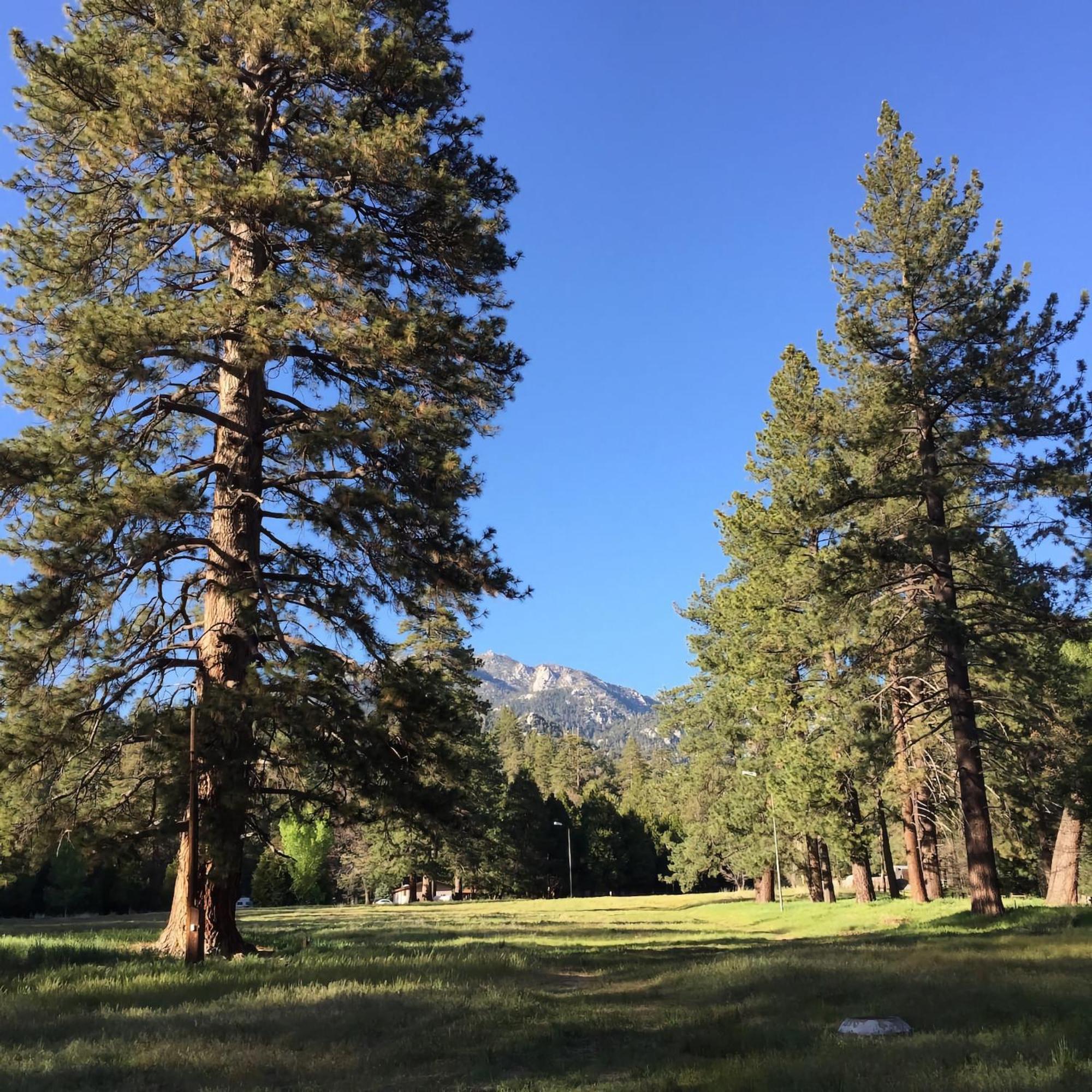 Ahwahnee-Be Vintage Cabin - Walk To Town! Idyllwild Ngoại thất bức ảnh